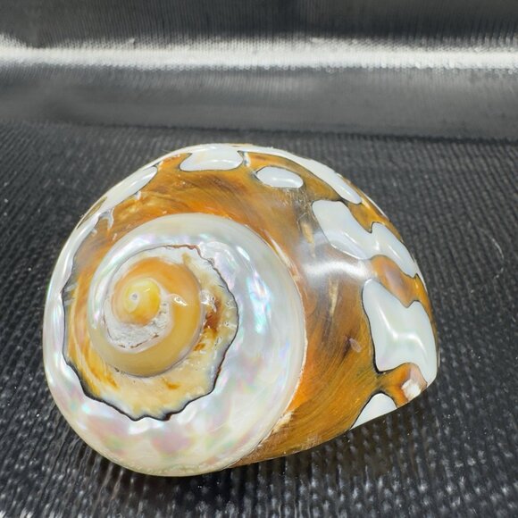 Natural Abalone Shell Iridescent African Turban Seashell Turbo Sarmaticus Smooth - Picture 9 of 13